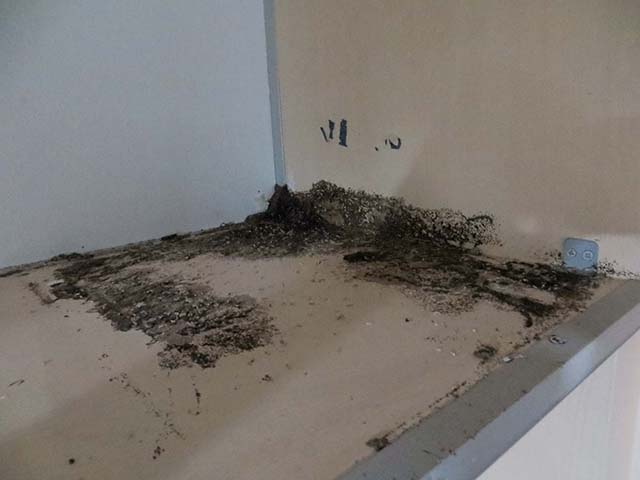 NbNĊg