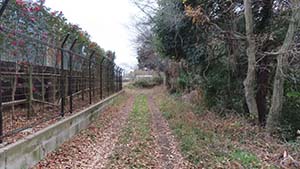 NbNĊg