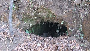 NbNĊg
