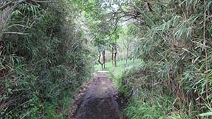 NbNĊg