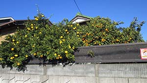 NbNĊg