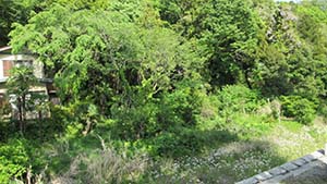 NbNĊg