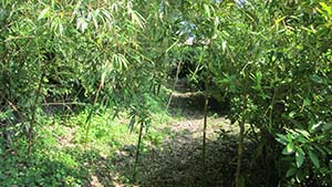 �N���b�N���Ċg��