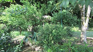 �N���b�N���Ċg��