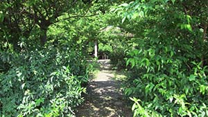 �N���b�N���Ċg��