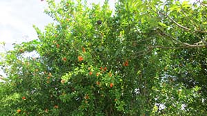 �N���b�N���Ċg��