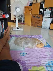 NbNĊg