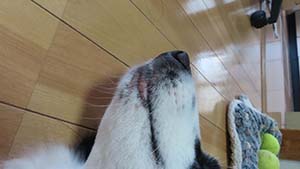 クリックして拡大