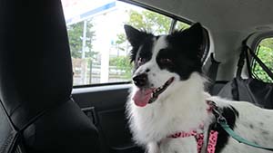 �N���b�N���Ċg��