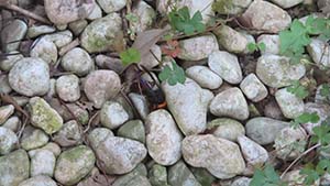 �N���b�N���Ċg��