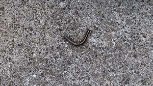 �N���b�N���Ċg��