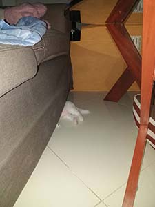 NbNĊg