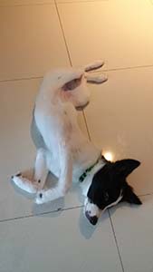 NbNĊg