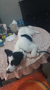 NbNĊg