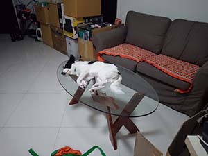NbNĊg