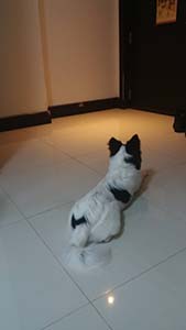 NbNĊg