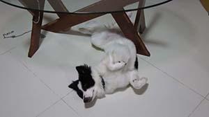 NbNĊg