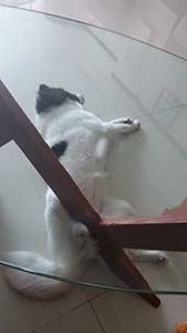 NbNĊg