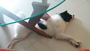 NbNĊg