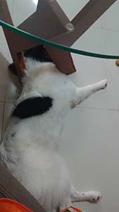 NbNĊg