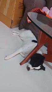 NbNĊg