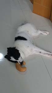 NbNĊg