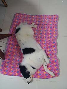 NbNĊg