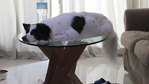 NbNĊg
