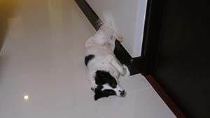 NbNĊg