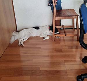 NbNĊg