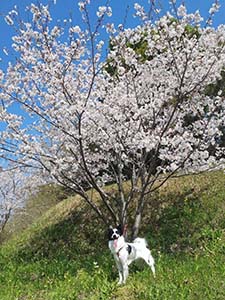 クリックして拡大
