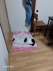 クリックして拡大
