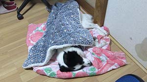 クリックして拡大
