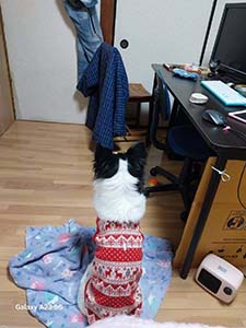 クリックして拡大