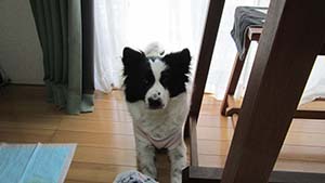 クリックして拡大