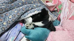 クリックして拡大