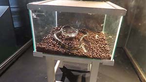 �N���b�N���Ċg��