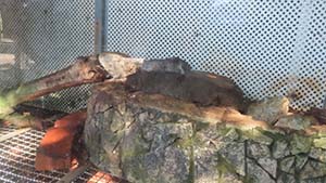 �N���b�N���Ċg��