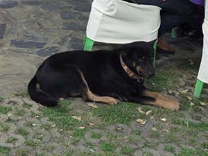 NbNĊg
