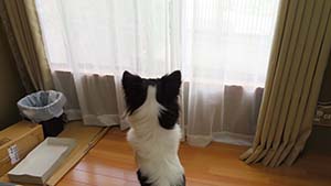 クリックして拡大