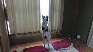 �N���b�N���Ċg��