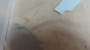 �N���b�N���Ċg��