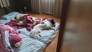 �N���b�N���Ċg��