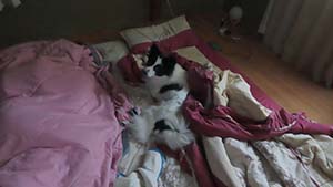 �N���b�N���Ċg��